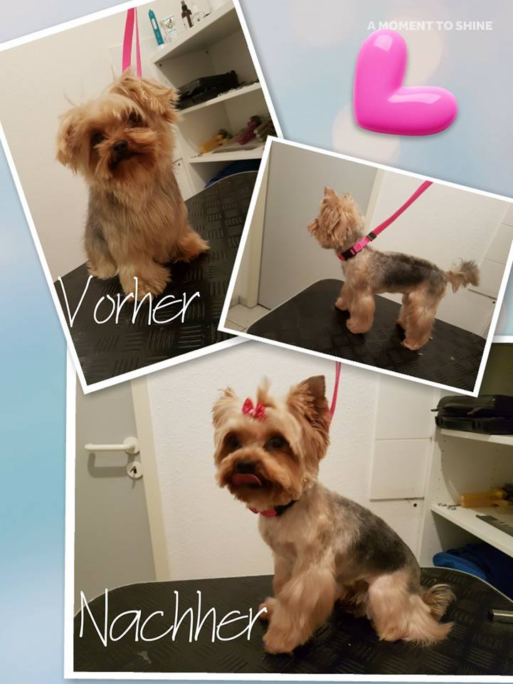 Yorkshire Terrier Bella