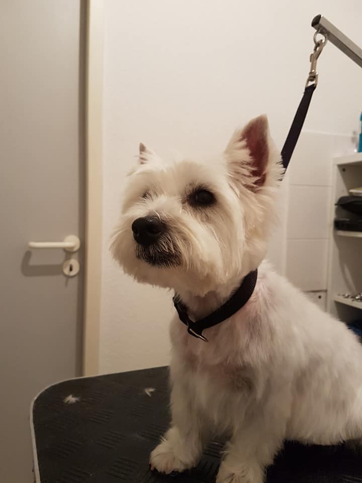 West Highland White Terrier Mona West Highland White Terrier Mona