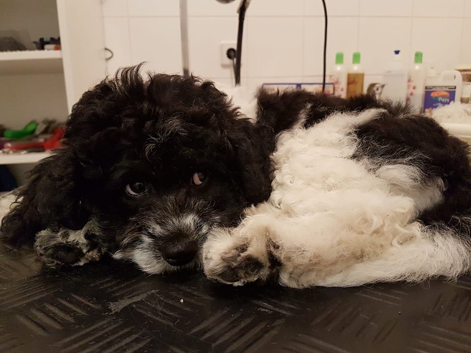 Cockapoo Maggie