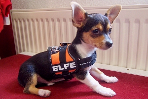 Julius K9 Powergeschirr Baby
