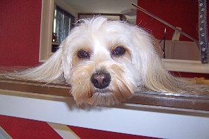 Wellness fr Hunde